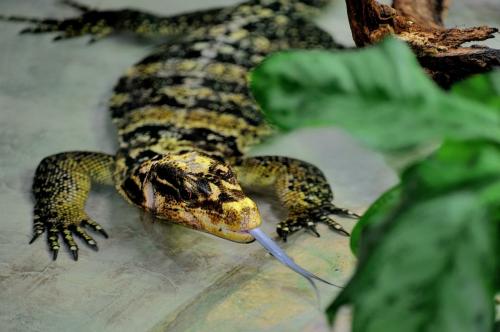 Il Bioparco accoglie Ziggy, il varano delle Filippine