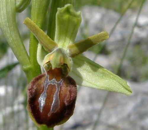 Il tratturo delle orchidee