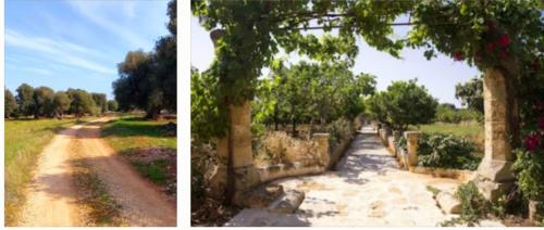 Pasquetta tra gli Ulivi Secolari🍷🌳