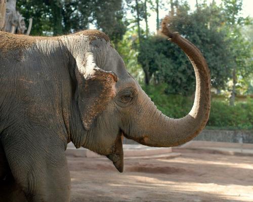 9 e 10 aprile evento Banditi in Natura al Bioparco