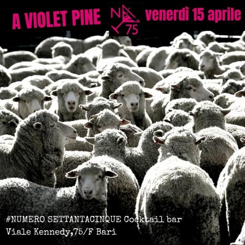 A Violet Pine in concerto
