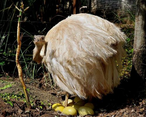 Pasqua 2022 al Bioparco di Roma