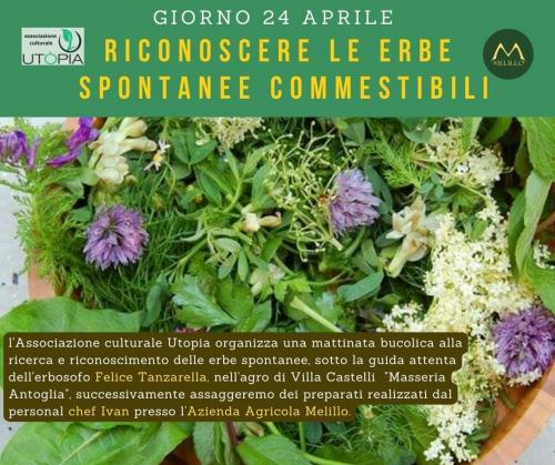Riconoscere le Erbe Spontanee Commestibili