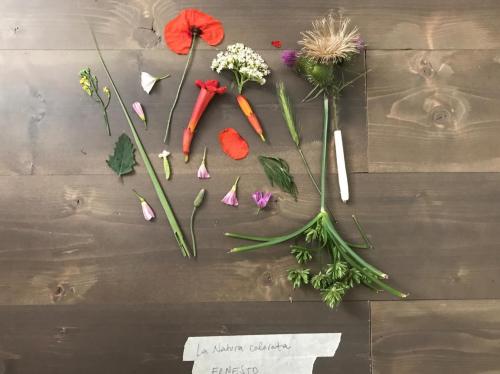ELOGIO DELLE ERBACCE Laboratorio per bambini 7 -11 anni