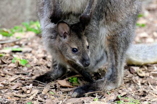 Al Bioparco è nato un canguro di Bennett