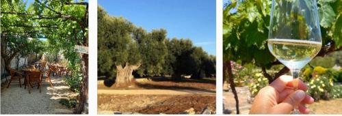 Passeggiata tra gli Ulivi Secolari con...bollicine🌳🥂