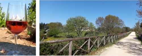 Il gusto di camminare tra ulivi e trulli con...calice di vino 🏃🏼‍♀️🌳🍷