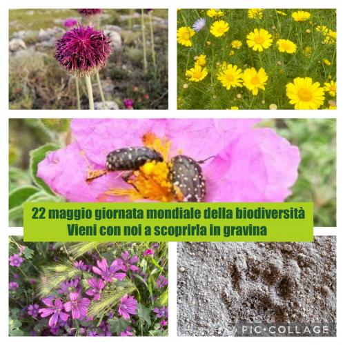 La biodiversità nelle gravine