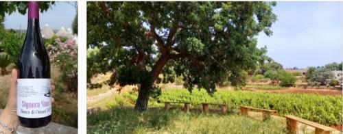 Alla scoperta dei vitigni autoctoni...Degustazioni di vino con prodotti tipici 🍷