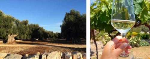 Passeggiata tra gli ulivi secolari con...calice di vino🌳🍷