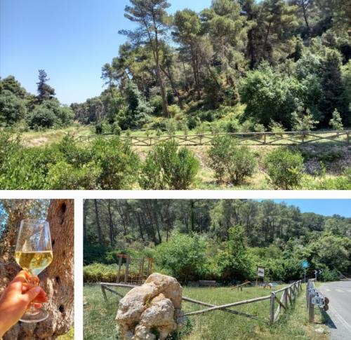 Passeggiata nel bosco con...calice di vino🌳🍷