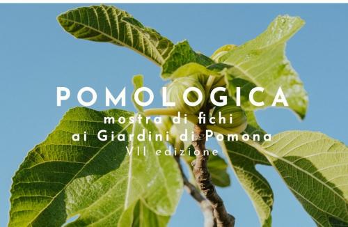 POMOLOGICA - mostra di fichi a "I Giardini di Pomona"