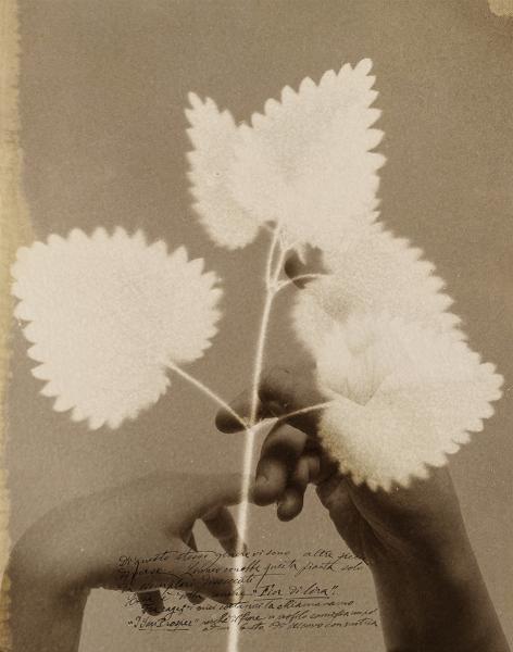 Maison laviniaturra presenta la mostra di Alessandra Calò “Herbarium. I fiori sono rimasti rosa”