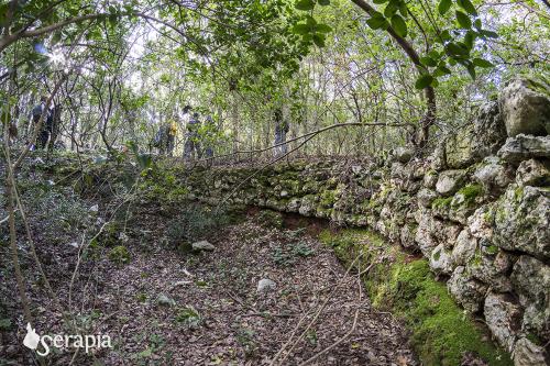 Il segreto del bosco
