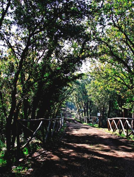 TREKKING NEL BOSCO