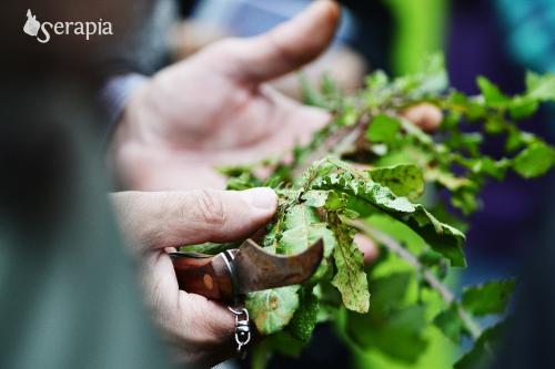Raccolto e mangiato: le erbe selvatiche in cucina