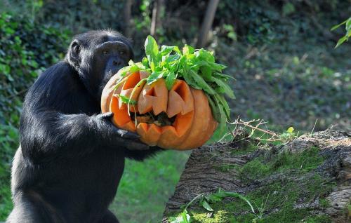 Al Bioparco promozione speciale per Halloween 2022