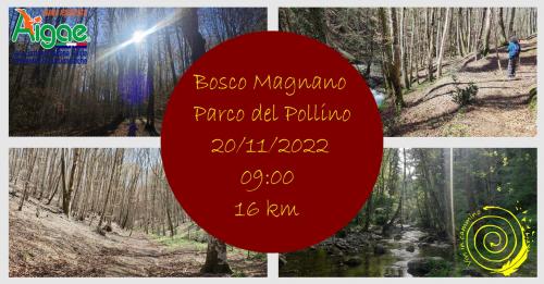 Il silenzioso fragore del rio: Escursione al Bosco di Magnano