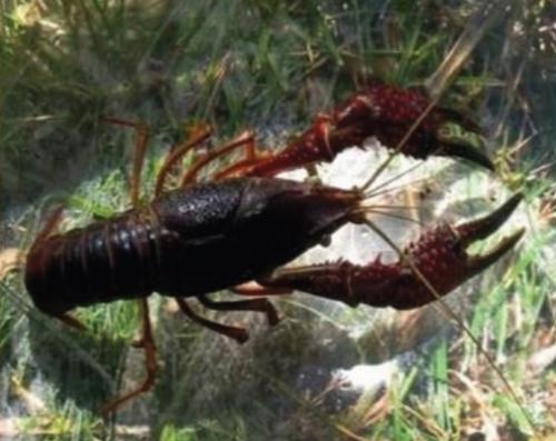 La tecnologia per tutelare la biodiversità