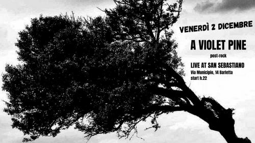 A Violet Pine in concerto