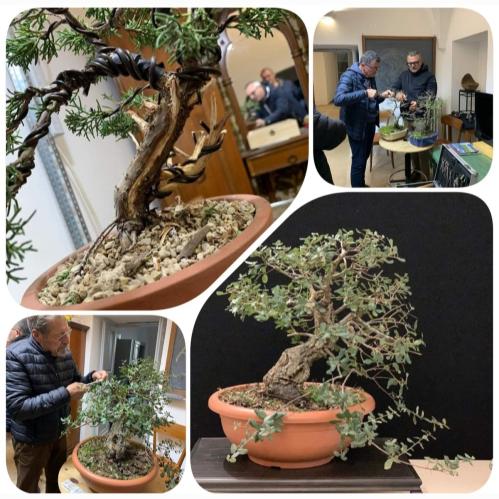 Visita al Centro Studi/Museo del Bonsai🌳