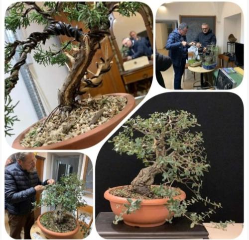 Visita al Centro/Studi Museo del Bonsai🌳
