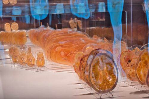 Real Bodies Experience fino al 12 marzo 2023
