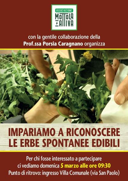 Impariamo a riconoscere le erbe spontanee edibili