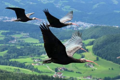 Giornata Mondiale Fauna Selvatica: l'Unione fa la forza