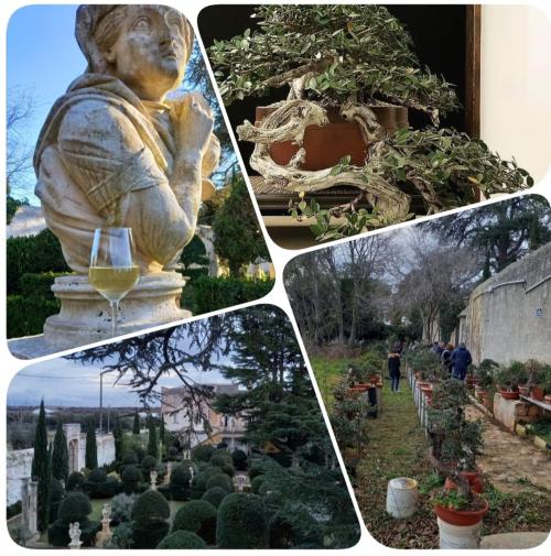 Visita al Centro Studi/Museo del Bonsai, passeggiata nel Giardino Storico 🌳