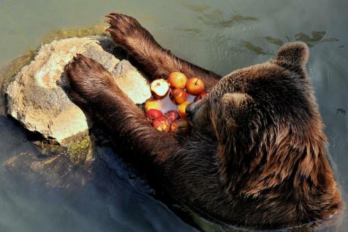 ‘Vita in foresta’ al Bioparco