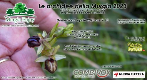 Le orchidee della Murgia 2023