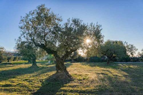Legno di Ulivo: paesaggio, Rinascita e Resilienza