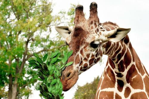 Giornata evento ‘Sua altezza la giraffa’