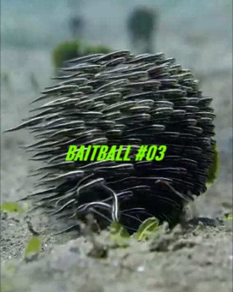 Baitball