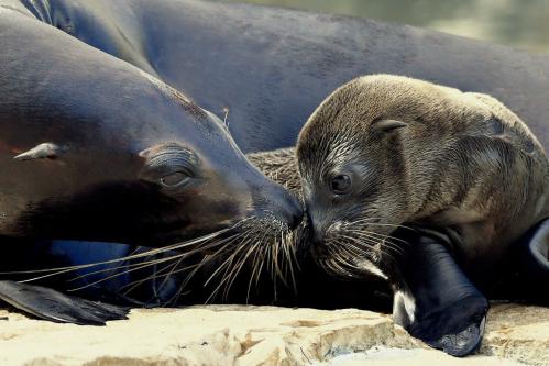 Al Bioparco di Roma è nata una otaria della California