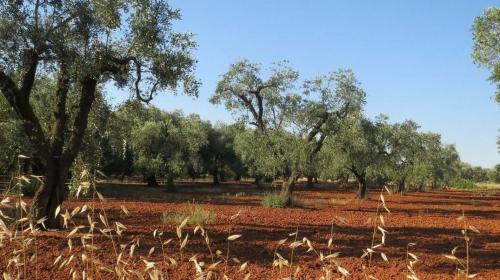 BIODIVERSITÀ: I RISULTATI DEL PROGETTO BEST