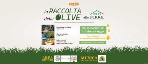 La raccolta delle OLIVE