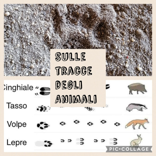 Sulle tracce degli animali