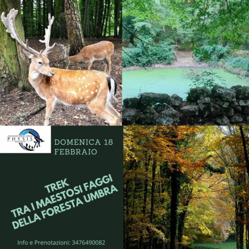 Trek tra i maestosi faggi della Foresta Umbra (PN. Garg)