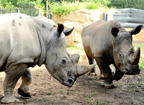 Al Bioparco visita guidata l'ora della Terra