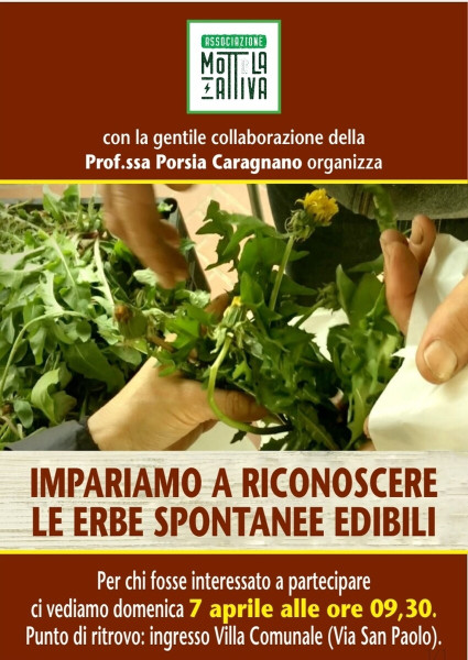 Impariamo a riconoscere le erbe spontanee edibili