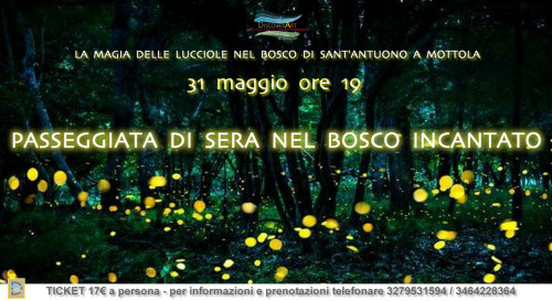 PASSEGGIATA DI SERA NEL BOSCO INCANTATO - lo spettacolo delle lucciole