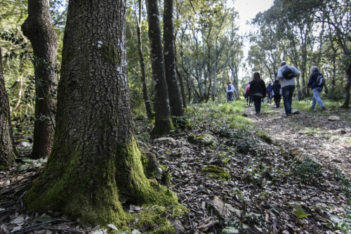 Passeggiata ecologica al Bosco delle Pianelle - ATTIVITA' GRATUITA