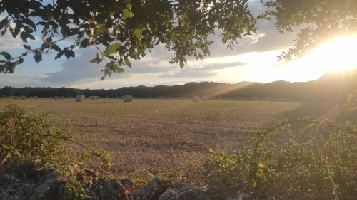Nel bosco di SantAntuono, da tramonto a sera
