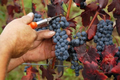 "Dòppe la vennégne: penzìire è arrecùrde. Dopo la vendemmia: pensieri e ricordi"