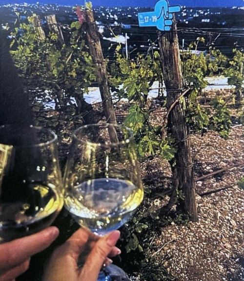 Che intenditore di vino sei? Vieni a scoprirlo nei Vigneti Sìrose