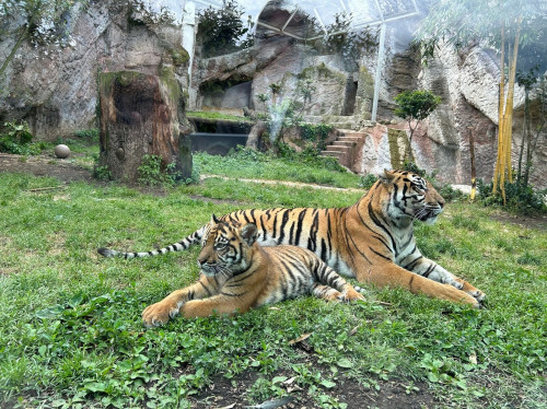 Giornata internazionale della Tigre