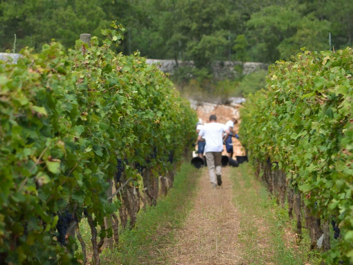 In vino veritas