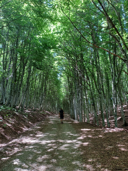 Il Trekking del Paradiso: Le Faggete di San Fele